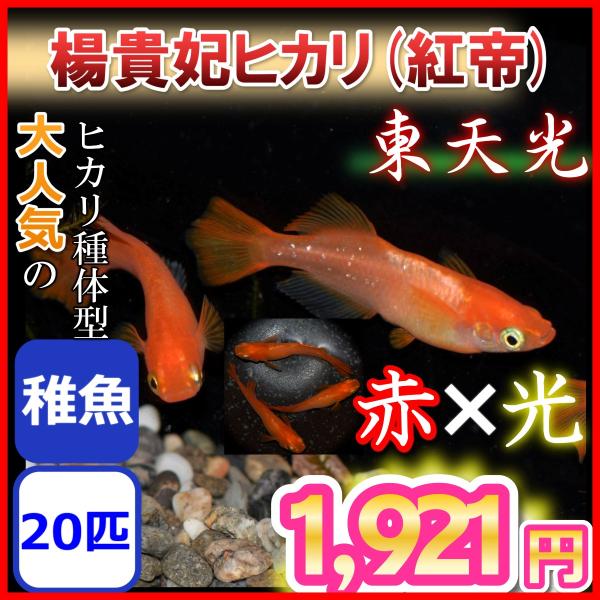 紅帝 楊貴妃ヒカリメダカ/東天光　稚魚20匹　紅帝 楊貴妃ヒカリめだか　