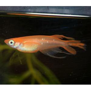 メダカ 楊貴妃スワローめだか 稚魚10匹 楊貴...の詳細画像2