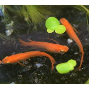 メダカ 楊貴妃スワローめだか 稚魚10匹 楊貴...の詳細画像3
