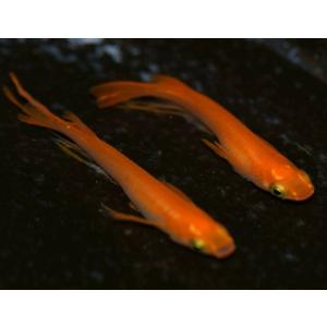 メダカ 楊貴妃スワローめだか 稚魚10匹 楊貴...の詳細画像4