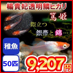 篤姫 楊貴妃透明鱗ヒカリメダカ　稚魚50匹 めだか｜medakanoichiba