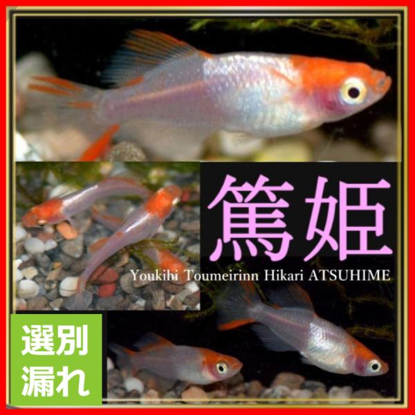 選別漏れ　篤姫 楊貴妃透明鱗ヒカリメダカ　選別漏れＭサイズ10匹
