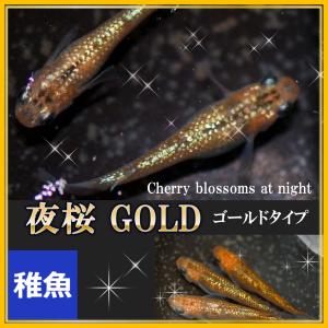 メダカ  夜桜ゴールドめだか　稚魚10匹　/夜桜メダカ　夜桜めだか