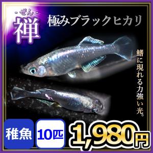 メダカ/ 極みブラックヒカリ　禅　 稚魚10匹　/黒幹之メダカ　黒みゆきヒカリめだか