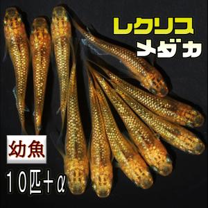 メダカ レクリスの幼魚 10匹＋α 改良めだか ゴールドの最高峰