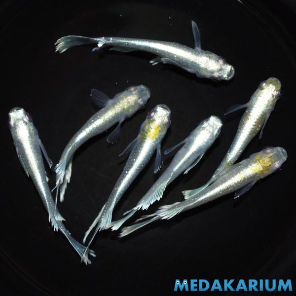 メダカ マリアージュキッシングワイドフィン メダカ めだか めだか 3ペア+オス 生体 レビュー特典...