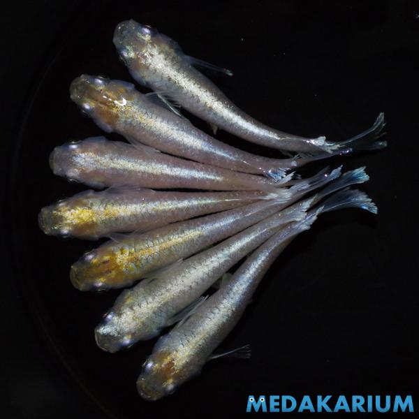 メダカ ルアンモルフォ キッシングワイドフィン メダカ めだか めだか 3ペア+オス 生体 レビュー...