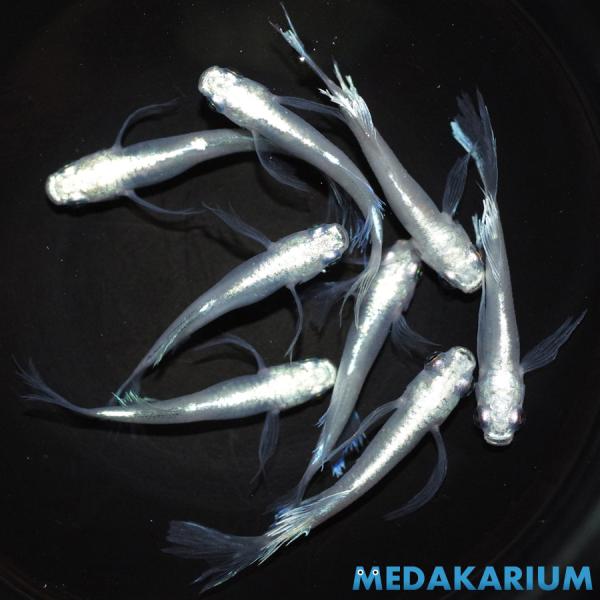 メダカ MDSヒカリの舞 メダカ めだか めだか 3ペア+オス2 生体 レビュー特典（産卵床＆餌）あ...