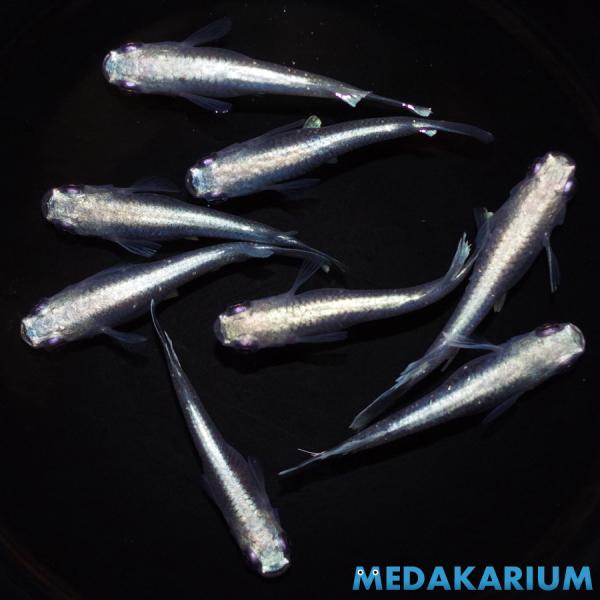 メダカ 北辻幹之 メダカ めだか めだか 4ペア+メス3 生体 レビュー特典（産卵床＆餌）あり