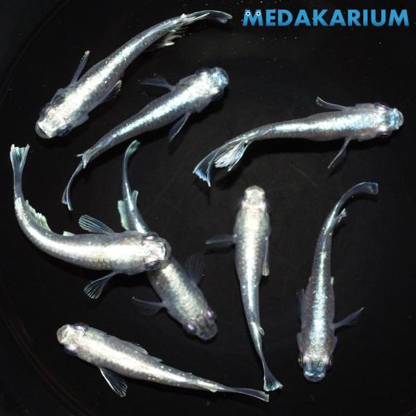 メダカ マリアージュ メダカ めだか めだか 6ペア+メス 生体 レビュー特典（産卵床＆餌）あり