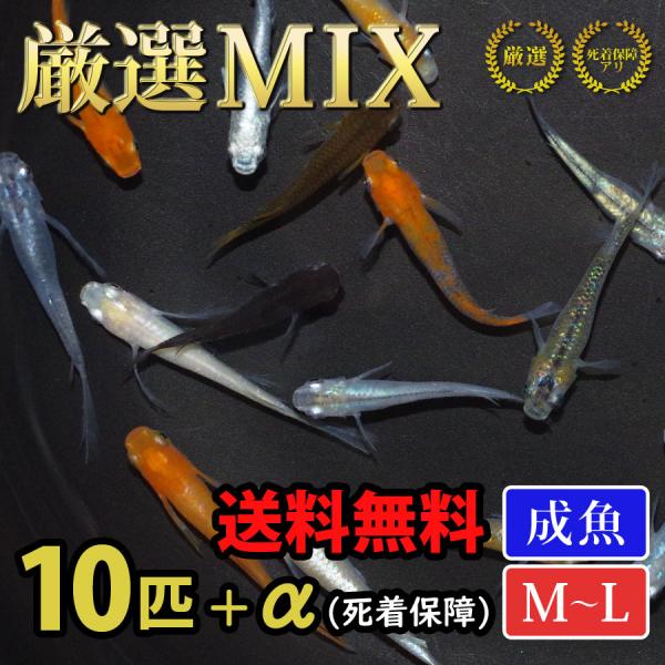 メダカ 厳選メダカミックス 10匹+α 送料無料(一部地域除く) 生体 成魚 レビュー特典（産卵床＆...