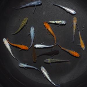 メダカ 厳選メダカミックス 10匹+α 送料無...の詳細画像2