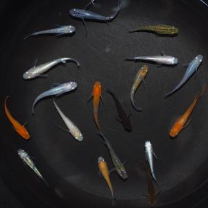 メダカ 厳選メダカミックス 10匹+α 送料無...の詳細画像3