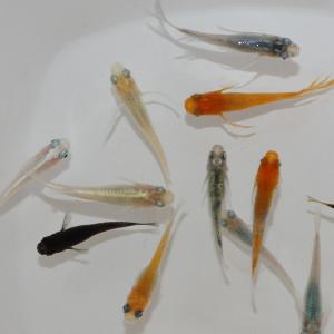 メダカ 厳選メダカミックス 10匹+α 送料無...の詳細画像4
