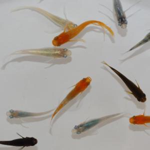 メダカ 厳選メダカミックス 10匹+α 送料無...の詳細画像5