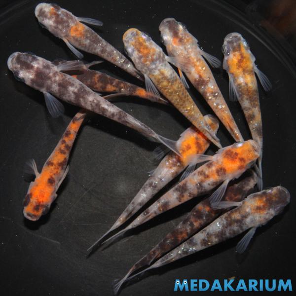 メダカ 颯三色 メダカ めだか めだか 4ペア+メス3 生体 レビュー特典（産卵床＆餌）あり