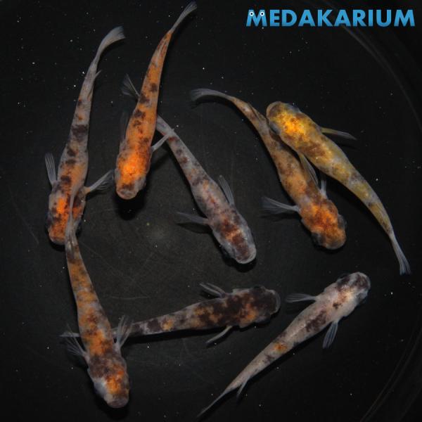 メダカ 和墨三色 メダカ めだか めだか 4ペア 生体 レビュー特典（産卵床＆餌）あり