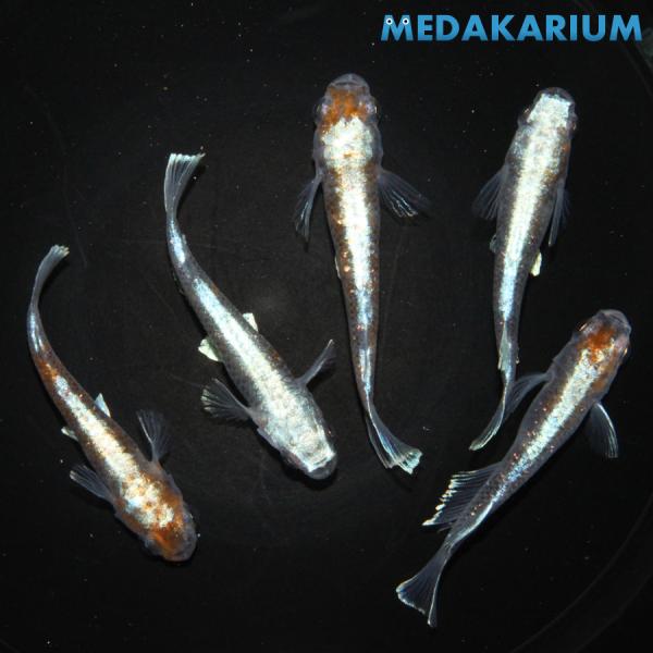 メダカ 銀鱗紅玉 メダカ めだか めだか 1ペア+メス3 生体 レビュー特典（産卵床＆餌）あり