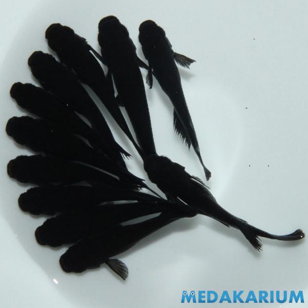 メダカ オロチ メダカ めだか めだか 3ペア+オス5 生体 レビュー特典（産卵床＆餌）あり