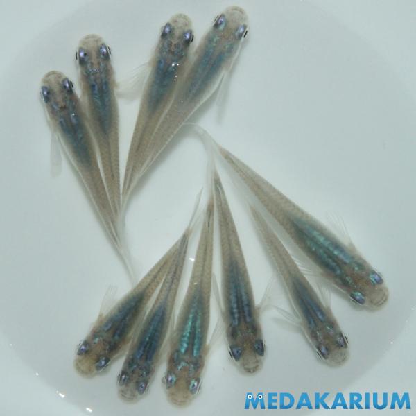 メダカ 深海 メダカ めだか めだか 5ペア 生体 レビュー特典（産卵床＆餌）あり