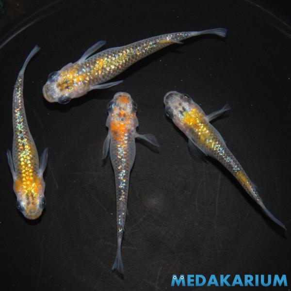 メダカ オーロラ黄ラメ幹之 新系統 メダカ めだか めだか 2ペア 生体 レビュー特典（産卵床＆餌）...
