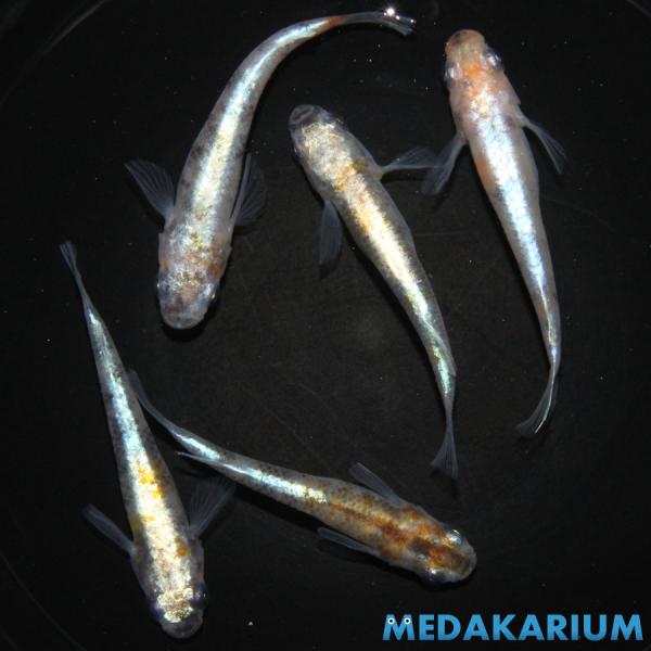 メダカ 花魁 メダカ めだか めだか 1ペア+メス3 生体 レビュー特典（産卵床＆餌）あり