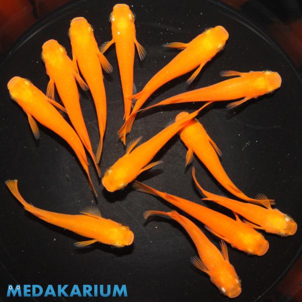 メダカ 楊貴妃 メダカ めだか めだか 6ペア 生体 レビュー特典（産卵床＆餌）あり