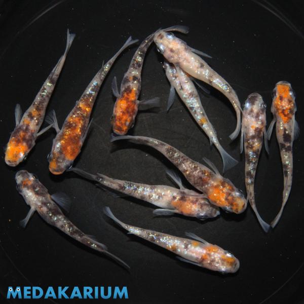 メダカ 三色ラメ幹之 メダカ めだか （1） めだか 5ペア+オス 生体 レビュー特典（産卵床＆餌）...