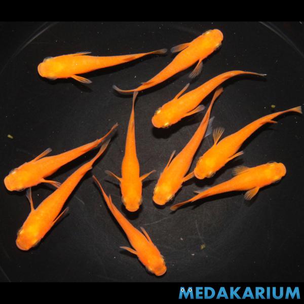 メダカ 小野系 紅帝 メダカ めだか （1） めだか 5ペア 生体 レビュー特典（産卵床＆餌）あり