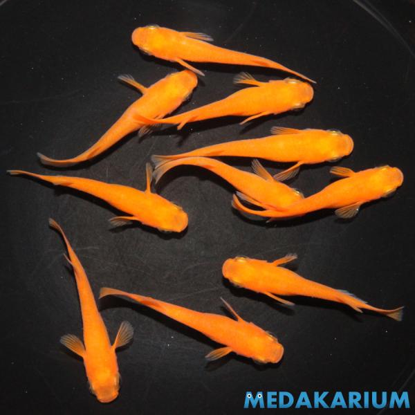 メダカ 小野系 紅帝 メダカ めだか （2） めだか 5ペア 生体 レビュー特典（産卵床＆餌）あり