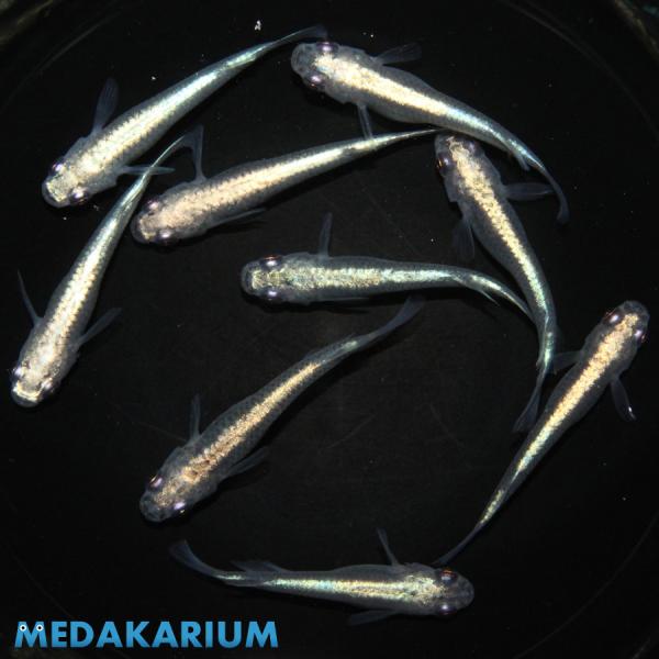 メダカ オーロラ黒幹之 メダカ めだか めだか 3ペア+オス3 生体 レビュー特典（産卵床＆餌）あり