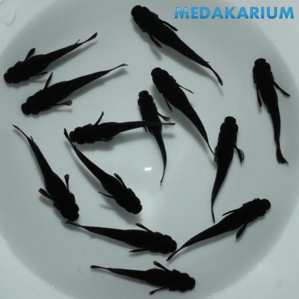 メダカ 黒夢（クム） メダカ めだか （2） めだか 6ペア+メス 生体 レビュー特典（産卵床＆餌）...