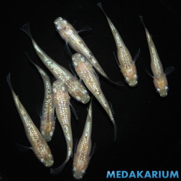 メダカ スズラン メダカ めだか めだか 2ペア+メス5 生体 レビュー特典（産卵床＆餌）あり