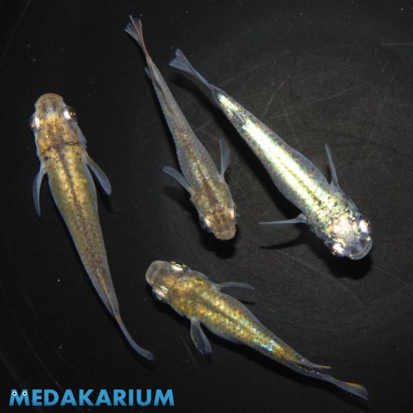 メダカ ブガッティ メダカ めだか めだか 2ペア 生体 レビュー特典（産卵床＆餌）あり