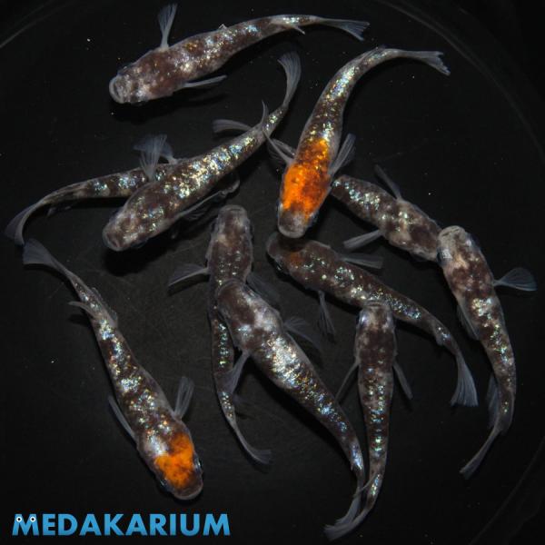 メダカ 白ブチラメ幹之 サファイア系（三色系含む）  メダカ めだか （1） めだか 5ペア 生体 ...