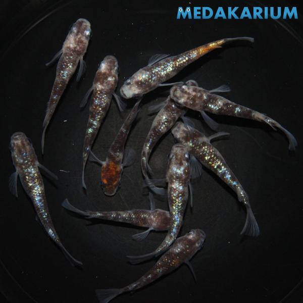 メダカ 白ブチラメ幹之 サファイア系（三色系含む）  メダカ めだか （2） めだか 5ペア 生体 ...