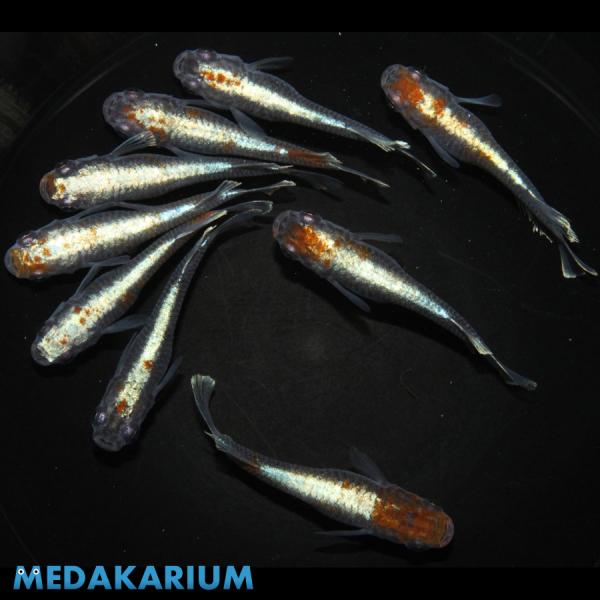 メダカ レッドクリフ ダークタイプ メダカ めだか めだか 4ペア+メス 生体 レビュー特典（産卵床...