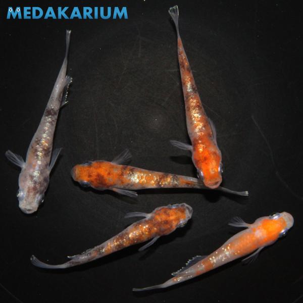 メダカ 三色体外光 血統 メダカ めだか めだか 2ペア+オス 生体 レビュー特典（産卵床＆餌）あり