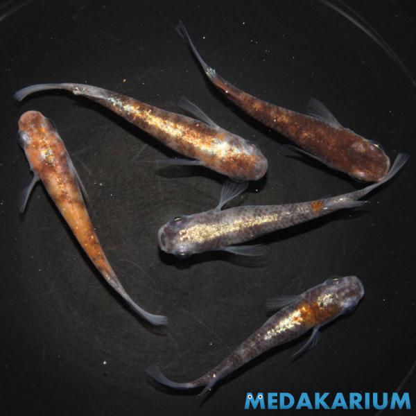 メダカ 焔 メダカ めだか めだか 2ペア+オス 生体 レビュー特典（産卵床＆餌）あり