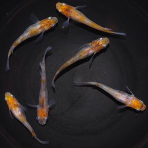 早割クーポン 錦 メダカ 強錦柄 白体色に濃い錦柄が入る白錦スワローセット スワロー 送料無料 ｍ L５匹セット 白錦スワローメダカ 観賞魚生体 Redragonusa Com