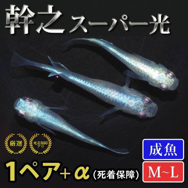 メダカ 幹之(スーパー光) めだか 1ペア+α 生体 成魚 レビュー特典（産卵床＆餌）あり