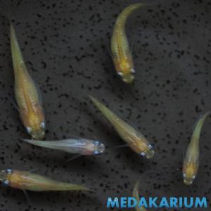 メダカ 黄色 体内光 めだか 1ペア+α 生体 成魚 レビュー特典（産卵床＆餌）あり