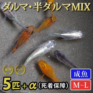 ダルマメダカの商品一覧 通販 Yahoo ショッピング