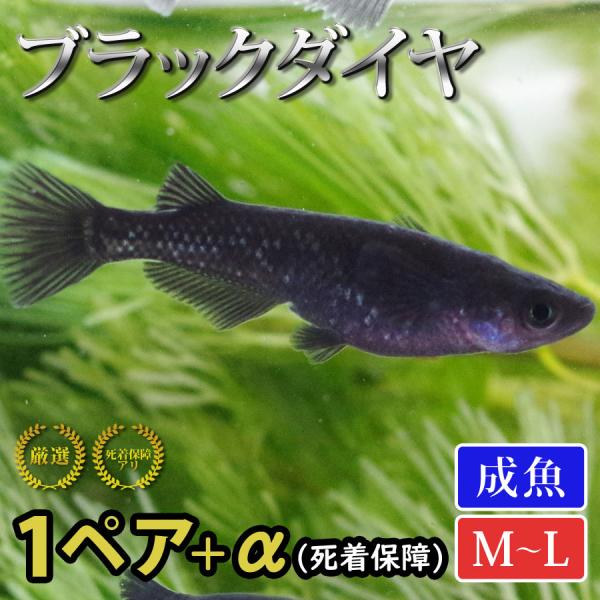 メダカ ブラックダイヤ めだか 1ペア+α 生体 成魚 レビュー特典（産卵床＆餌）あり