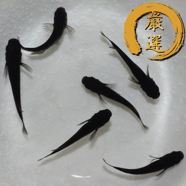 オロチ メダカ めだか （Mサイズ） 3ペア レビュー特典（産卵床＆餌）あり