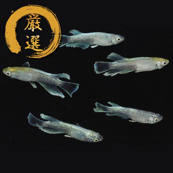 マリアージュキッシングワイドフィン メダカ めだか（2） （Mサイズ） 2ペア+オス レビュー特典（...