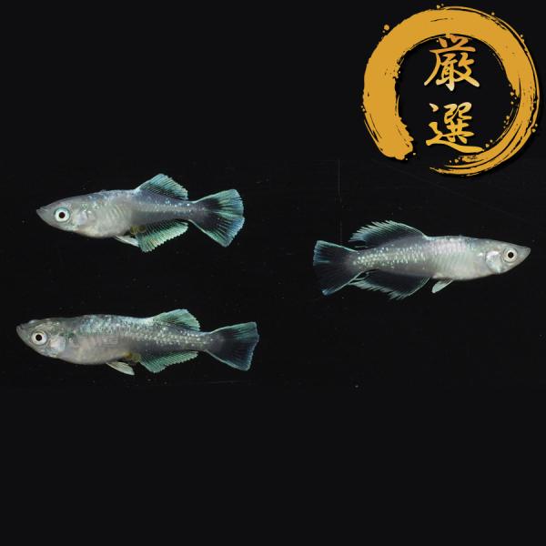 マリアージュロングフィン 光体型 メダカ めだか （Mサイズ） 3ペア レビュー特典（産卵床＆餌）あ...