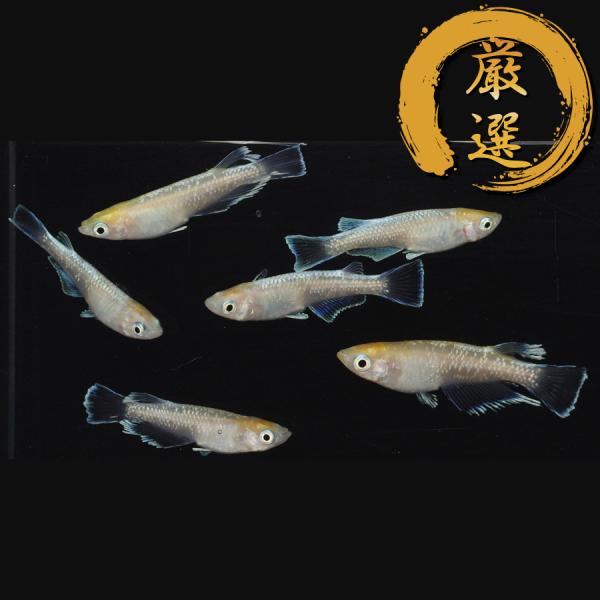 ルアンモルフォ メダカ めだか （Mサイズ） 3ペア レビュー特典（産卵床＆餌）あり