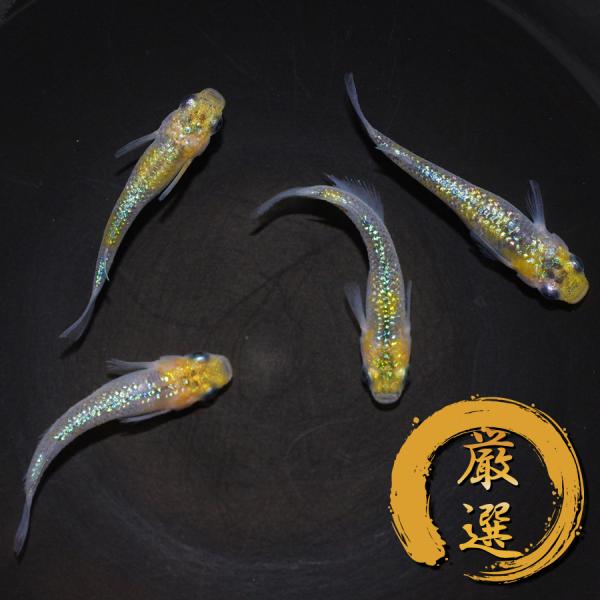 夜桜ゴールド (丹頂青ラメ系) メダカ めだか（1） （Mサイズ） 2ペア レビュー特典（産卵床＆餌...