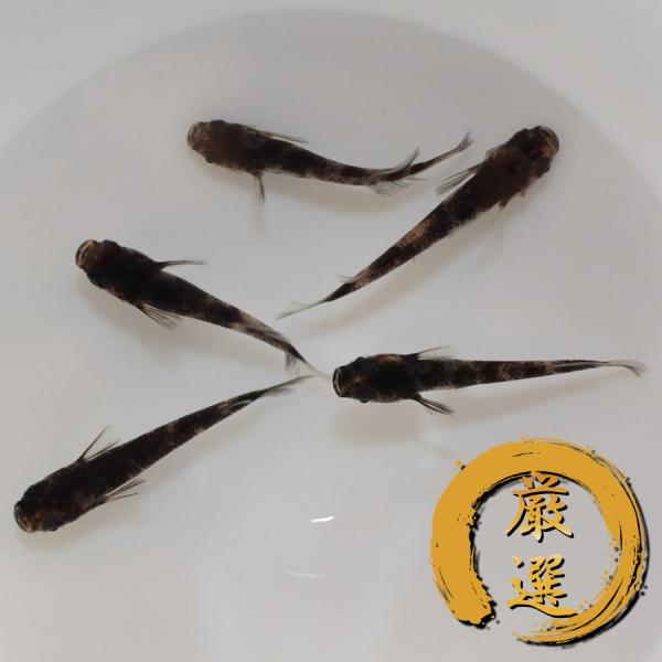 メダカ 和墨（光体型入り） めだか 2ペア+メス 生体 レビュー特典（産卵床＆餌）あり